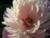 Peony